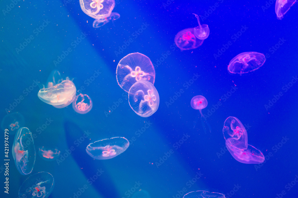 jellyfish floating in the aquarium jellyfish floating in the aquarium