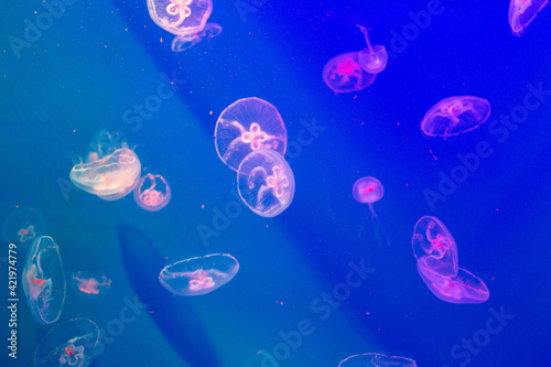 jellyfish floating in the aquarium © Дмитрий Солодянкин