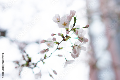 恵比寿で咲く桜の花