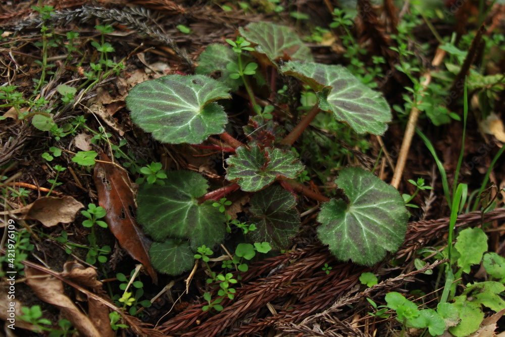 山菜 ユキノシタの新葉 山菜 ユキノシタの新葉