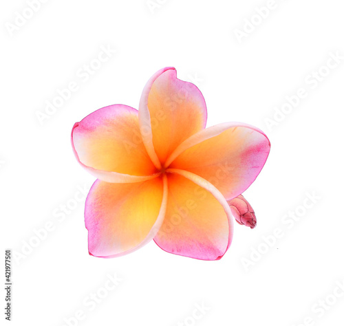 Pink plumeria flower, frangipani or plumeria , tropical flowers isolated on white background