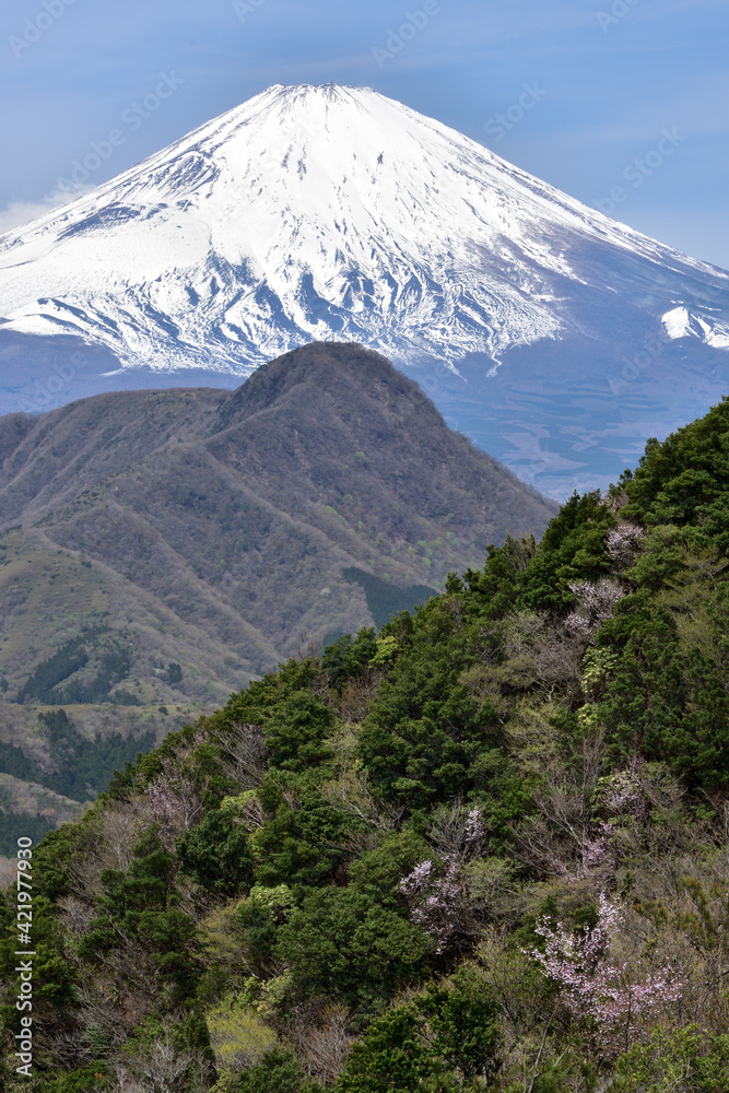 新緑の箱根・明神ヶ岳と富士山