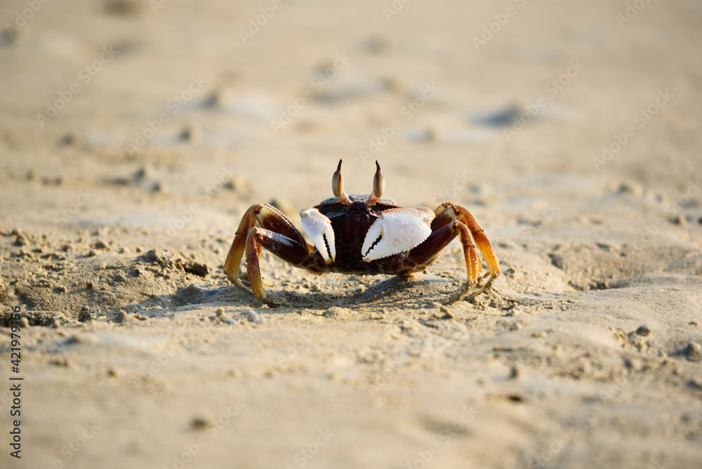 A small crab and white claws on the beach A small crab and white claws on the beach