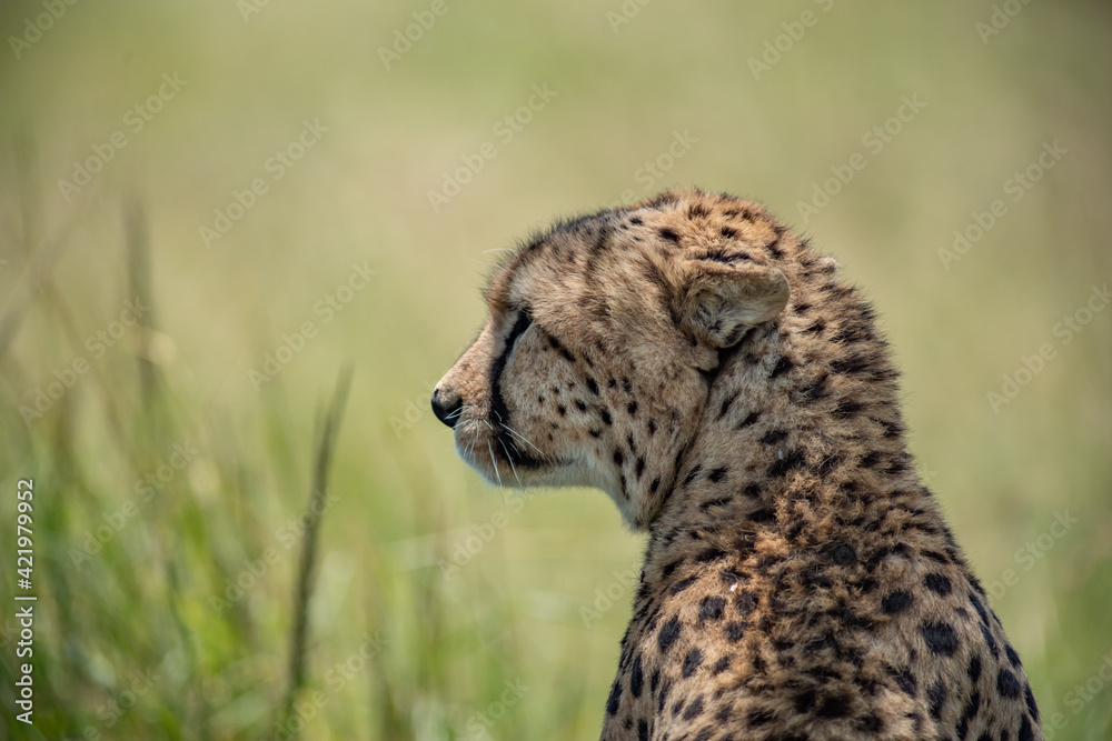 Portrait of a wild cheetah. Close-up. Portrait of a wild cheetah. Close-up.