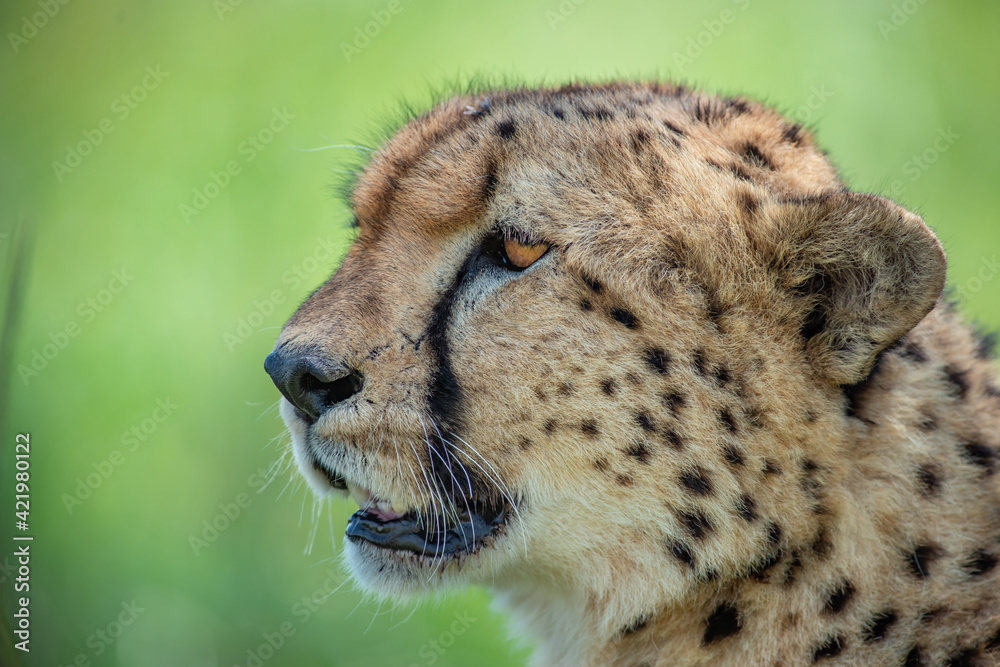 Portrait of a wild cheetah. Close-up. Portrait of a wild cheetah. Close-up.