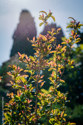 Obraz na plátně Fotografía vertical granado brotando con hojas rojas y verdes, árboles de fondo y rayos de sol