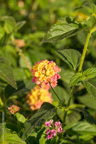 Fotografie Lantana Camara