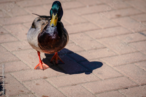 Fototapeta Pato caminando en baldosas