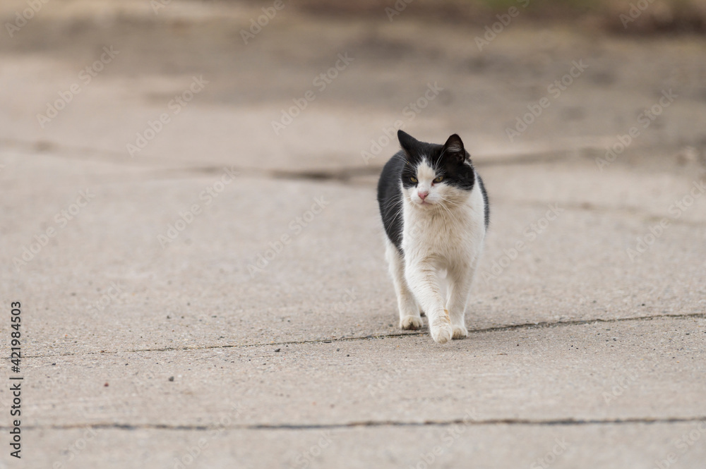 Eine Katze läuft die Straße entlang