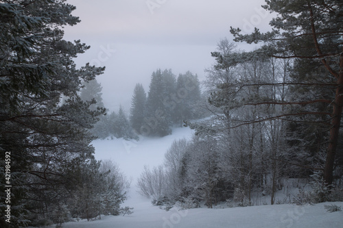 winter coniferous forest in the fog