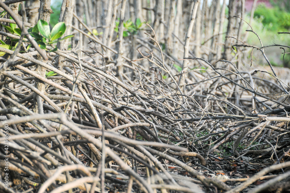 mangrove roots mangrove roots