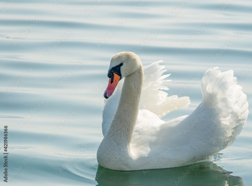 Two graceful white swans (Cygnus olor) swimming on a lake or sea