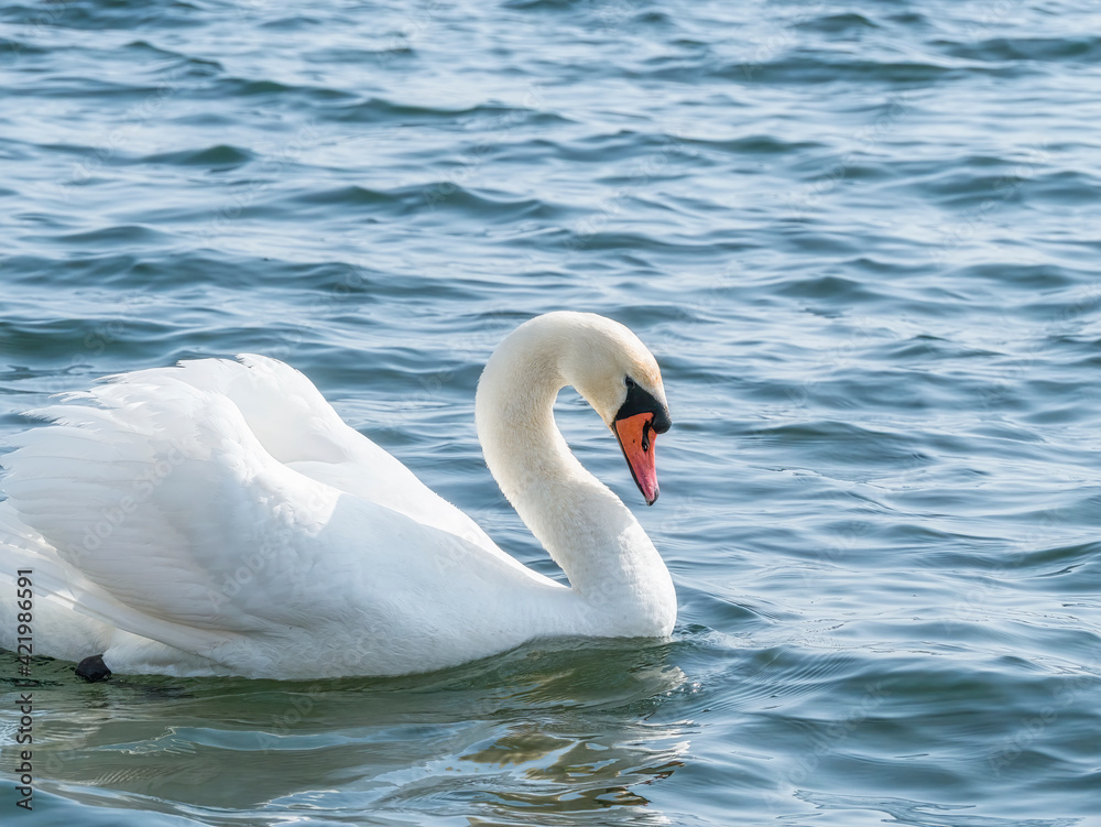 Graceful white swan (Cygnus olor) swimming on a lake or sea Graceful white swan (Cygnus olor) swimming on a lake or sea