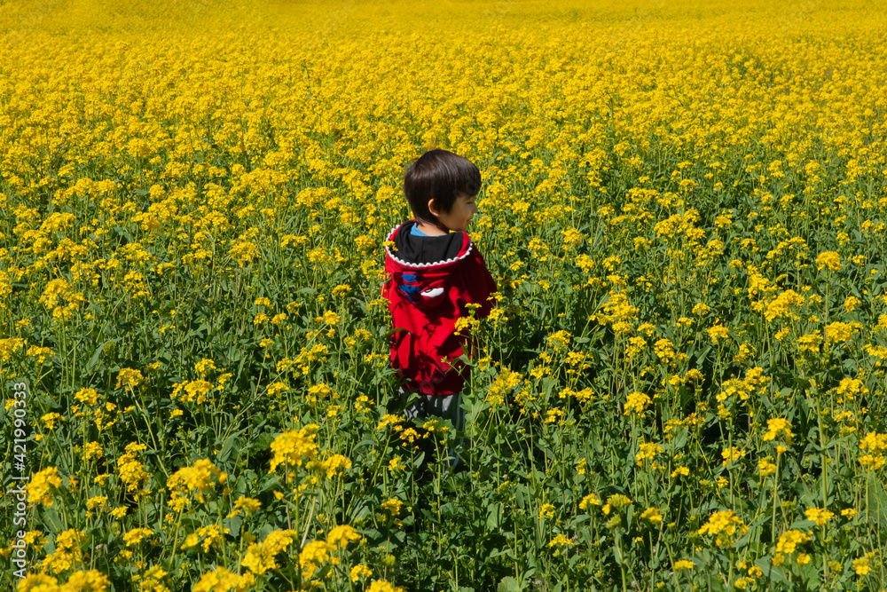 Young boy in red jacket standing in the flowering yellow mustard (Brassica) field. Little boy enjoying outdoors.