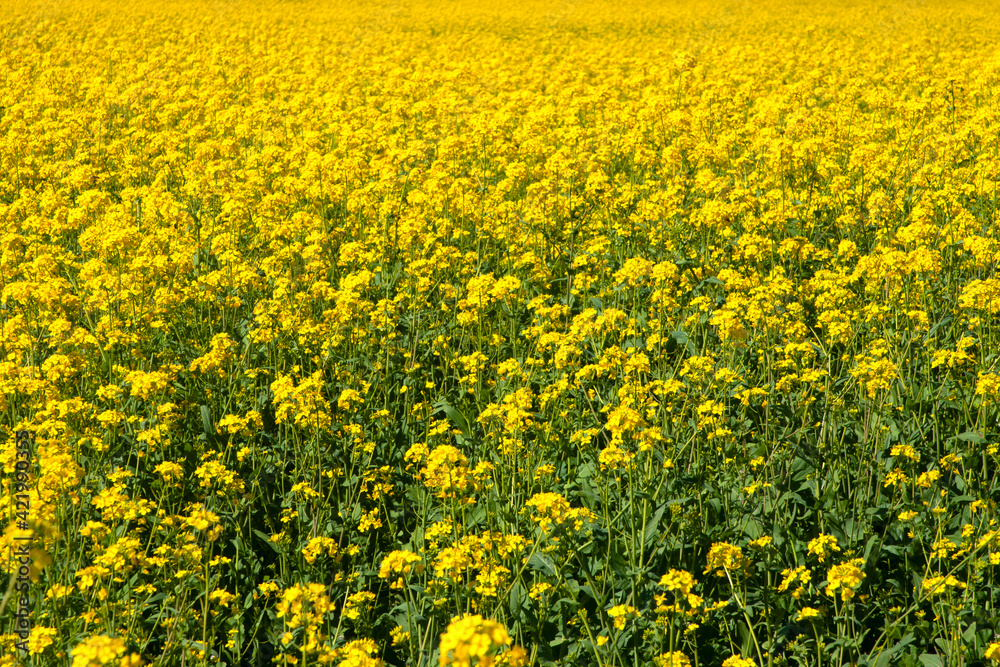 Fototapeta premium Field of flowering yellow mustard (Brassica). Background of yellow flowers. Beautiful landscape. Bay area, California.