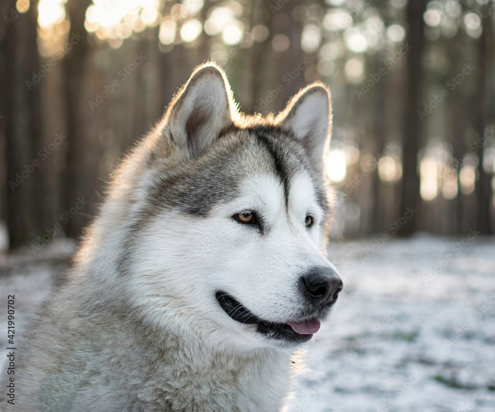 A portrait of an Alaskan Malamute sled dog in the forest. Friendly pet in snow covered moss. Selective focus on the eyes, blurred background.
