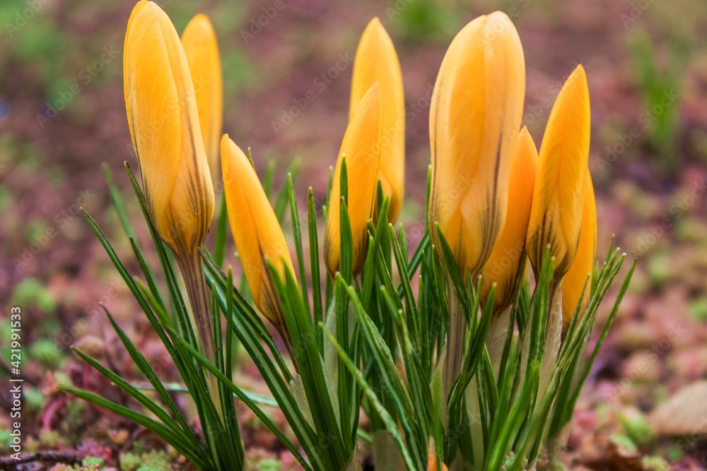 Fototapeta premium Yellow crocuses in spring close-up, macro