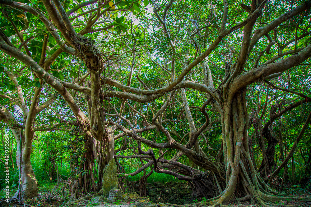 Obraz premium ガジュマル