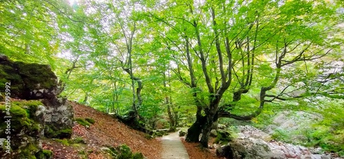 green moss on the tree