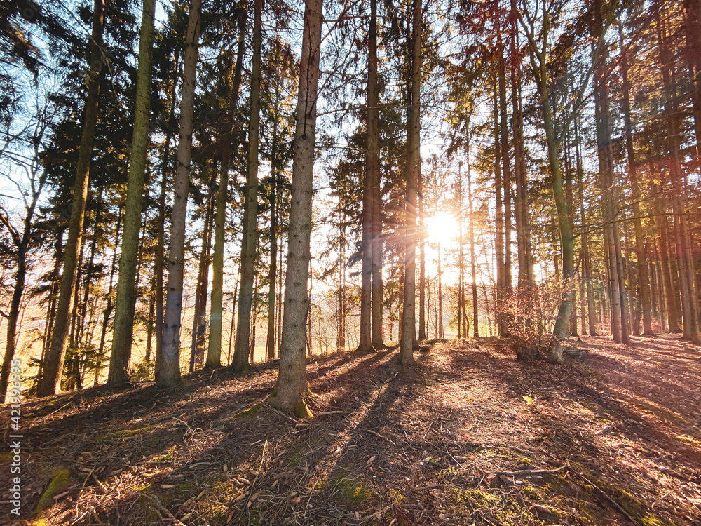 Sun Rays spot though Bavarian Forest trees which provide a warm feeling during Winter Sun Rays spot though Bavarian Forest trees which provide a warm feeling during Winter