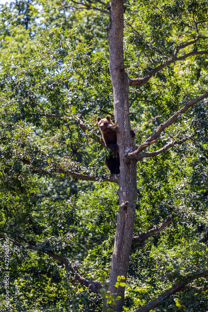 Fototapeta premium Brown Bear in Romania