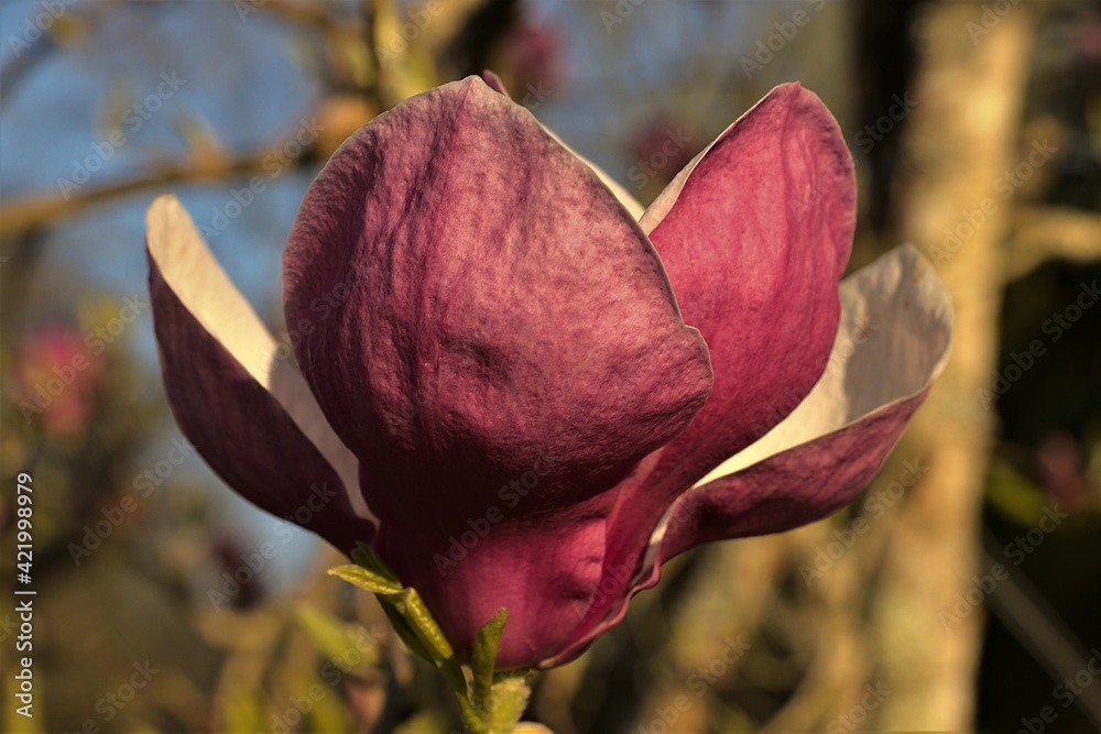Fototapeta premium pink magnolia in the garden