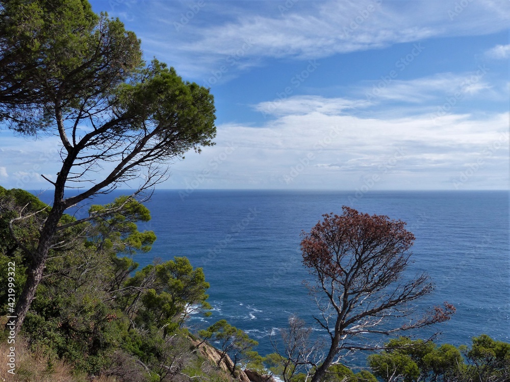 Pinien, Felsenküste vor blauem Himmel und Meer Pinien, Felsenküste vor blauem Himmel und Meer