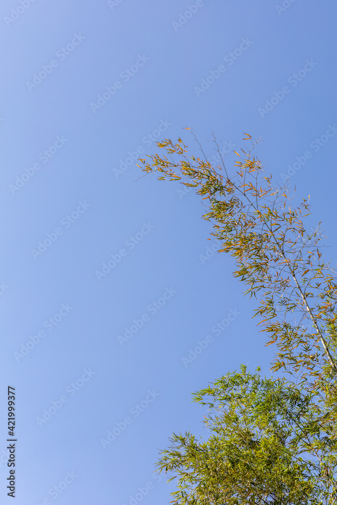 Summer background with Bamboo leaves and clear blue sky background, Tree leaves and clear blue sky background.