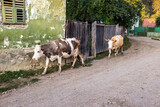 Cows coming home in rural Transylvania