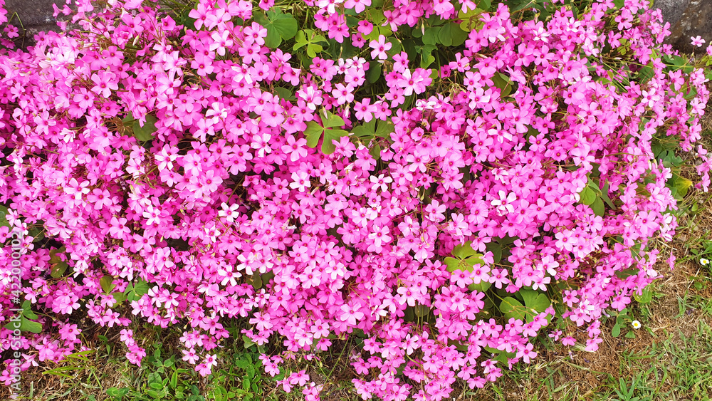 Obraz premium Close up of pink Oxalis articulata flowers.