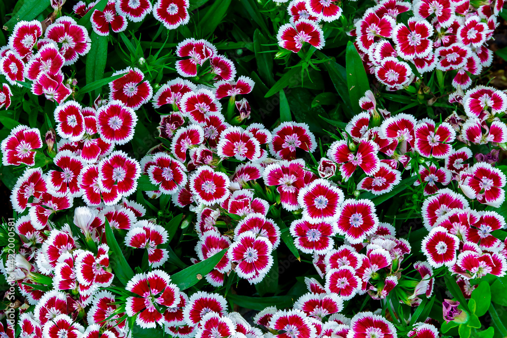 Cute pretty colorful red flower in field garden. Cute pretty colorful red flower in field garden.