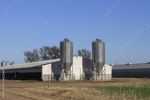 Kansas Pig Farm with the grain bins on the ends of the building with blue sky and green grass that's south of Sterling Kansas USA that's bright and colorful.