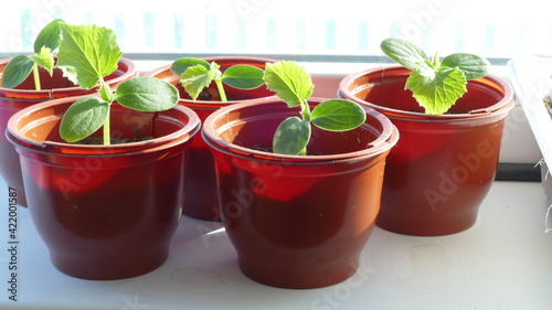 Photography seedlings of young cucumbers on the windowsill