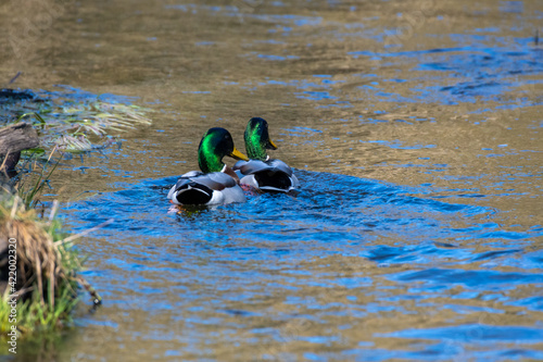 male ducks in the water