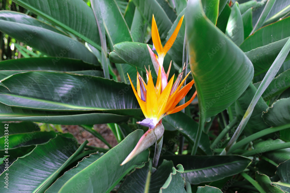 Strelitzia reginae is a monocotyledonous flowering plant native to South Africa found in a national park in Tenerife Strelitzia reginae is a monocotyledonous flowering plant native to South Africa found in a national park in Tenerife