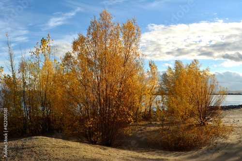Autumn landscape. Trees with golden foliage grow on sandy river bank.