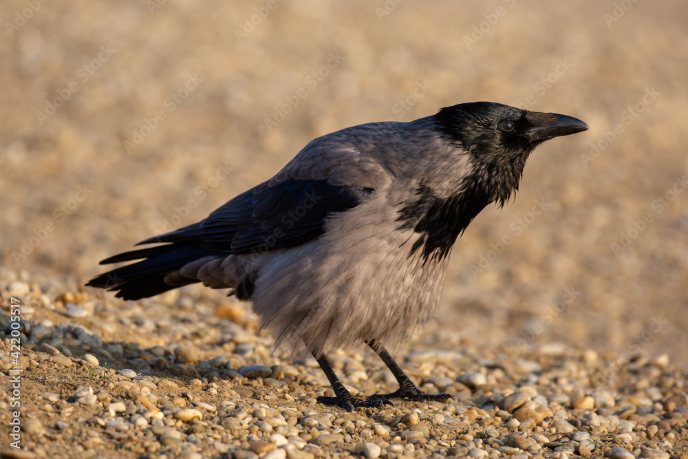 Hooded crow