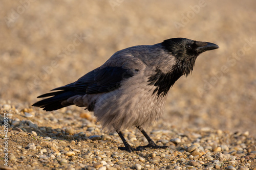 Obraz na płótnie Hooded crow w salonie