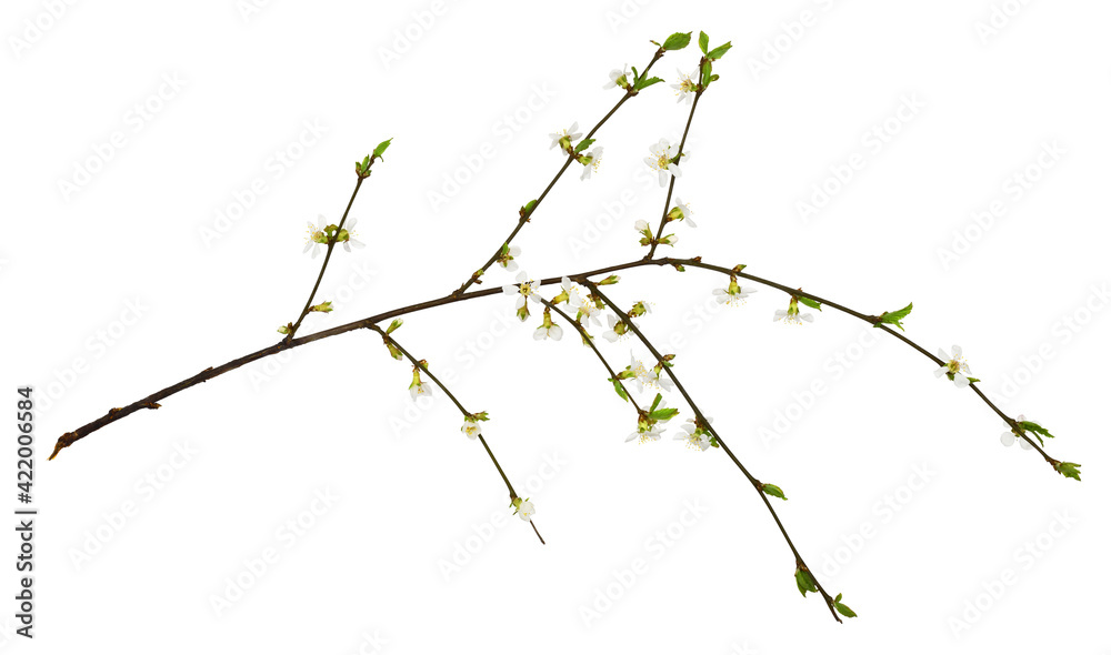 Fototapeta premium Spring cherry twig with small flowers and green leaves