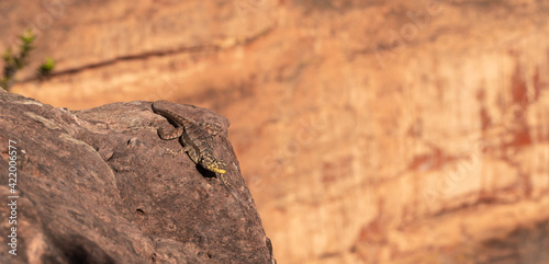 Wildlife: Front view of a Lizard close to Chapada dos Guimaraes in Mato Grosso, Brazil