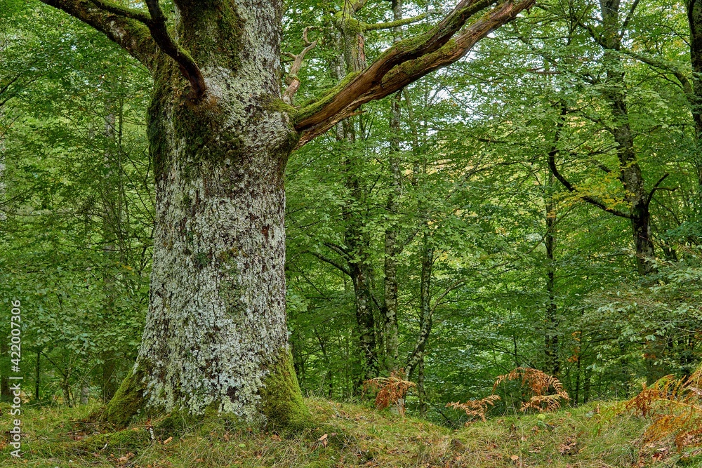 Fototapeta premium tree in the green forest