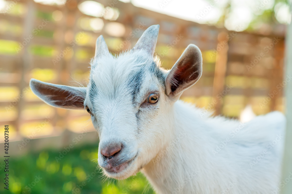 Portrait of a cute goat