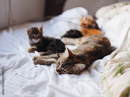 Kittens with a cat lie indoors on the bed