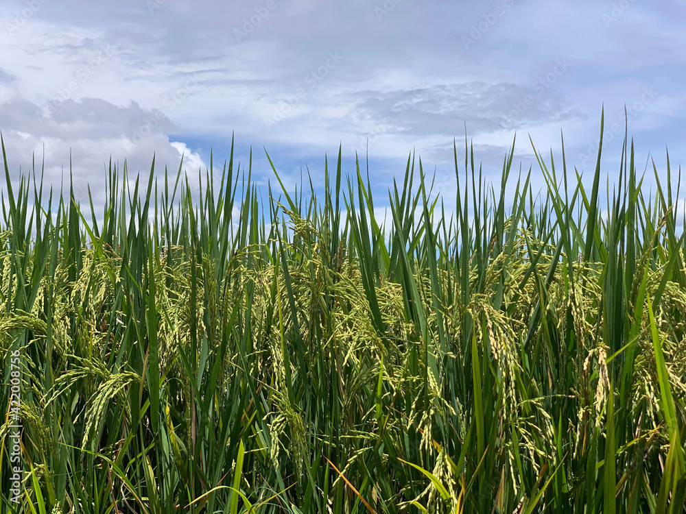 Rice or paddy field in Java, Indonesia. Rice or paddy field in Java, Indonesia.