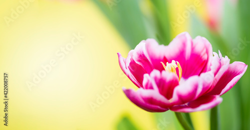 Fototapeta Naklejka Na Ścianę i Meble -  Close-up of a pink tulip with white edging on a yellow background with place for text. Cute tulips, spring flowers