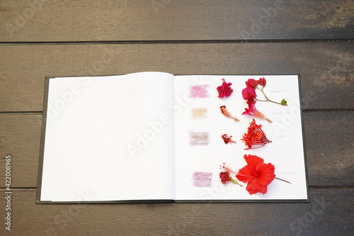 Samples of natural colors from tropical red flowers (bougainvilea, desert rose, ixora, hibiscus).  They are attached on white notebook. Left side is blank.  An art from nature and leisure activity.