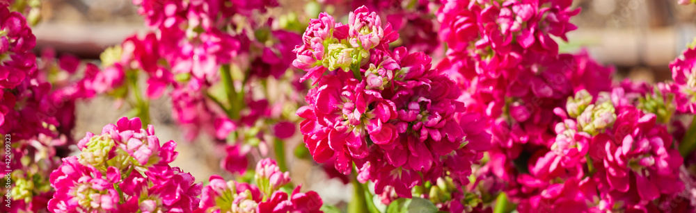 ワイド幅撮影した春の満開の鮮やかな花の写真