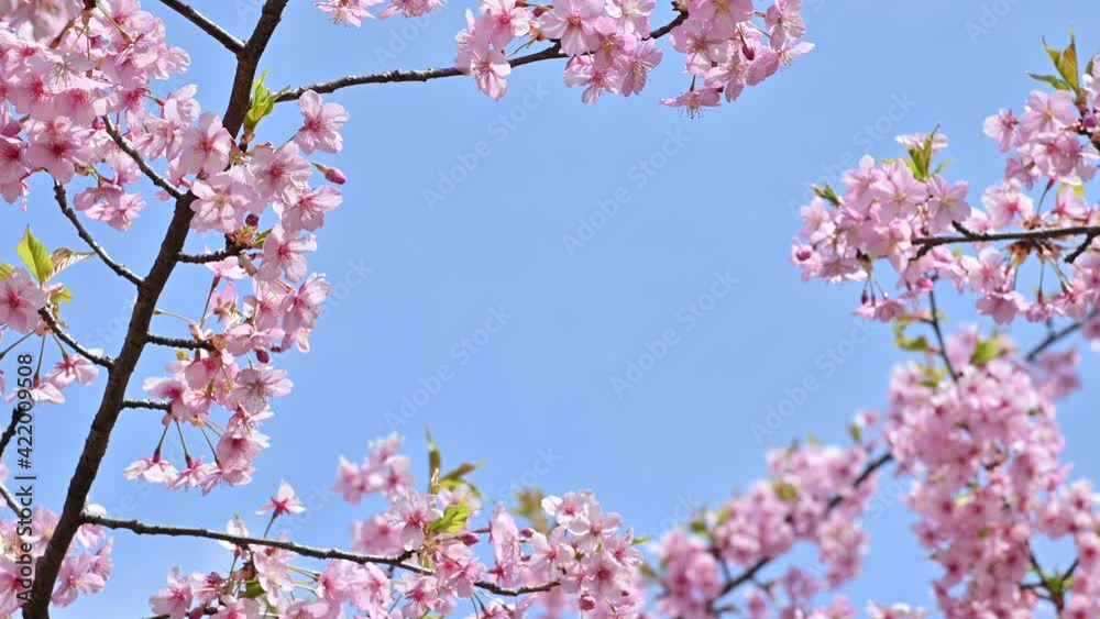 河津桜と青空 3月中旬 栃木県 河津桜と青空 3月中旬 栃木県