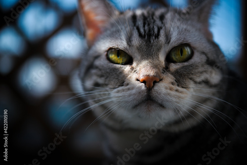 上目遣いの猫 © ramustagram