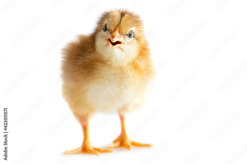Fototapeta premium cute 1 day old chicken, isolated